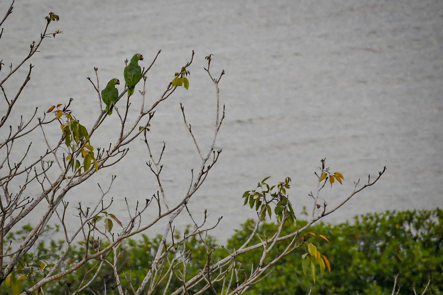 Bocas Del Toro Tranquilo Bay Green Macaws