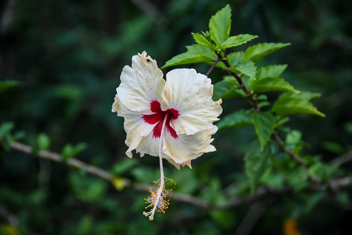 Bocas Del Toro Tranquilo Bay White Flower