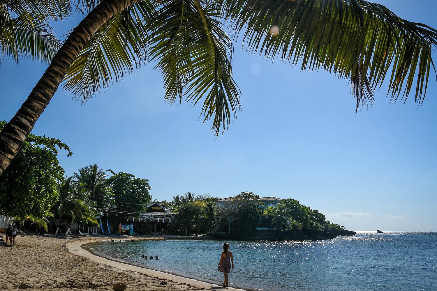 Roatan Half Moon Beach Palm Tree