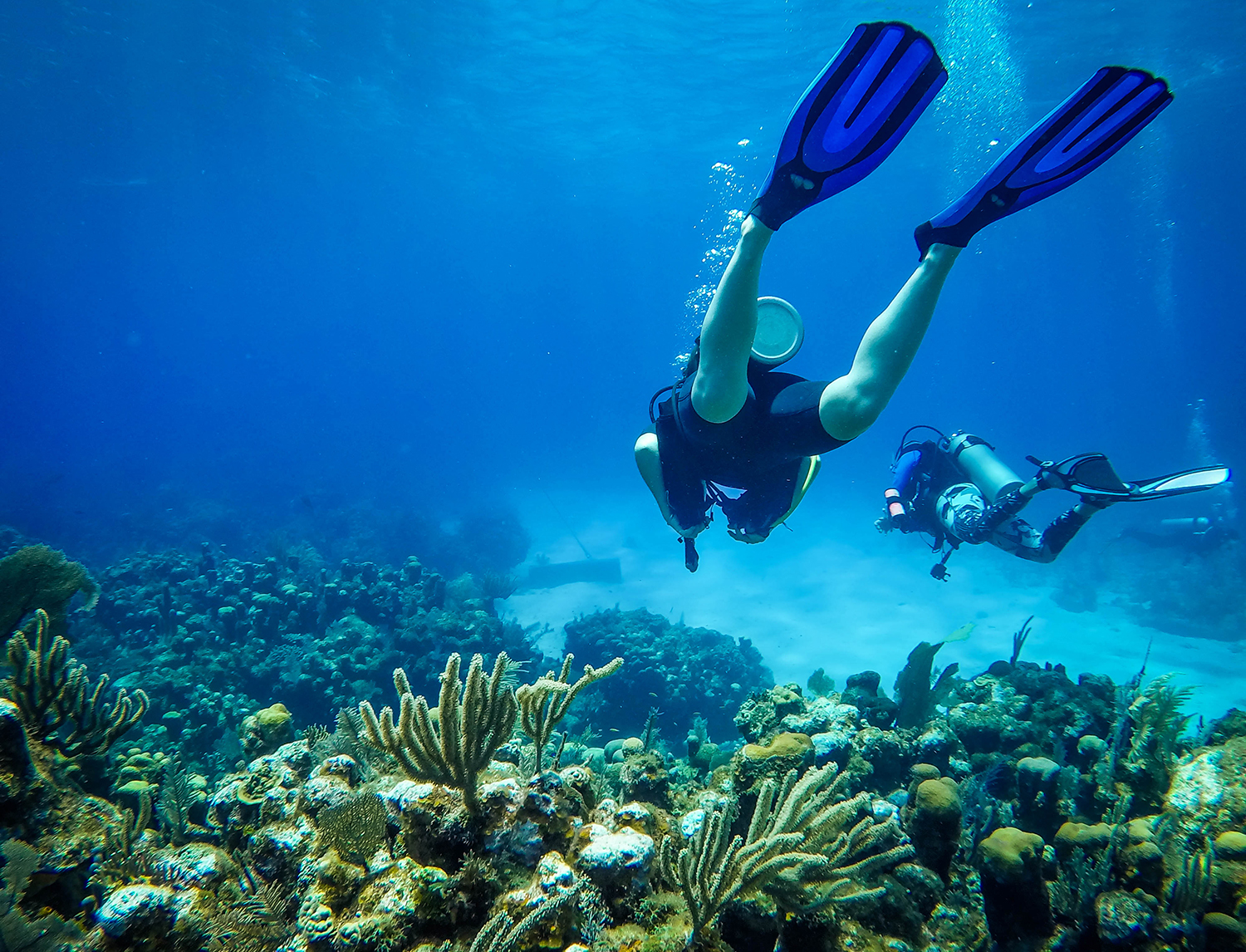 Roatan or Utila Roatan Divers Scuba Diving Bay Islands