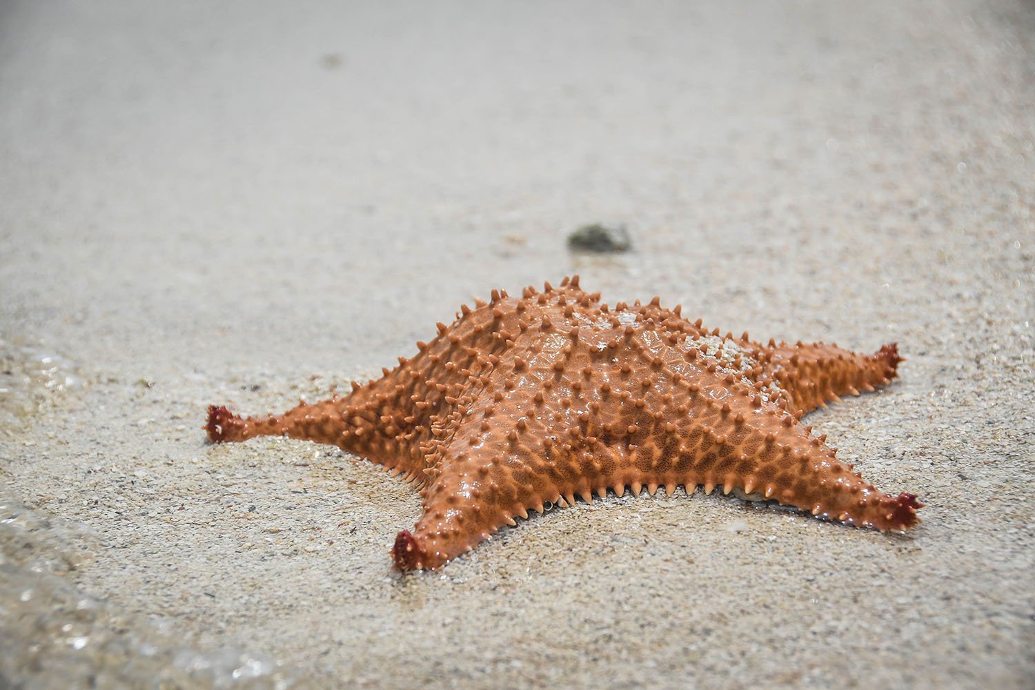 San Blas Islands Panama to Colombia Starfish