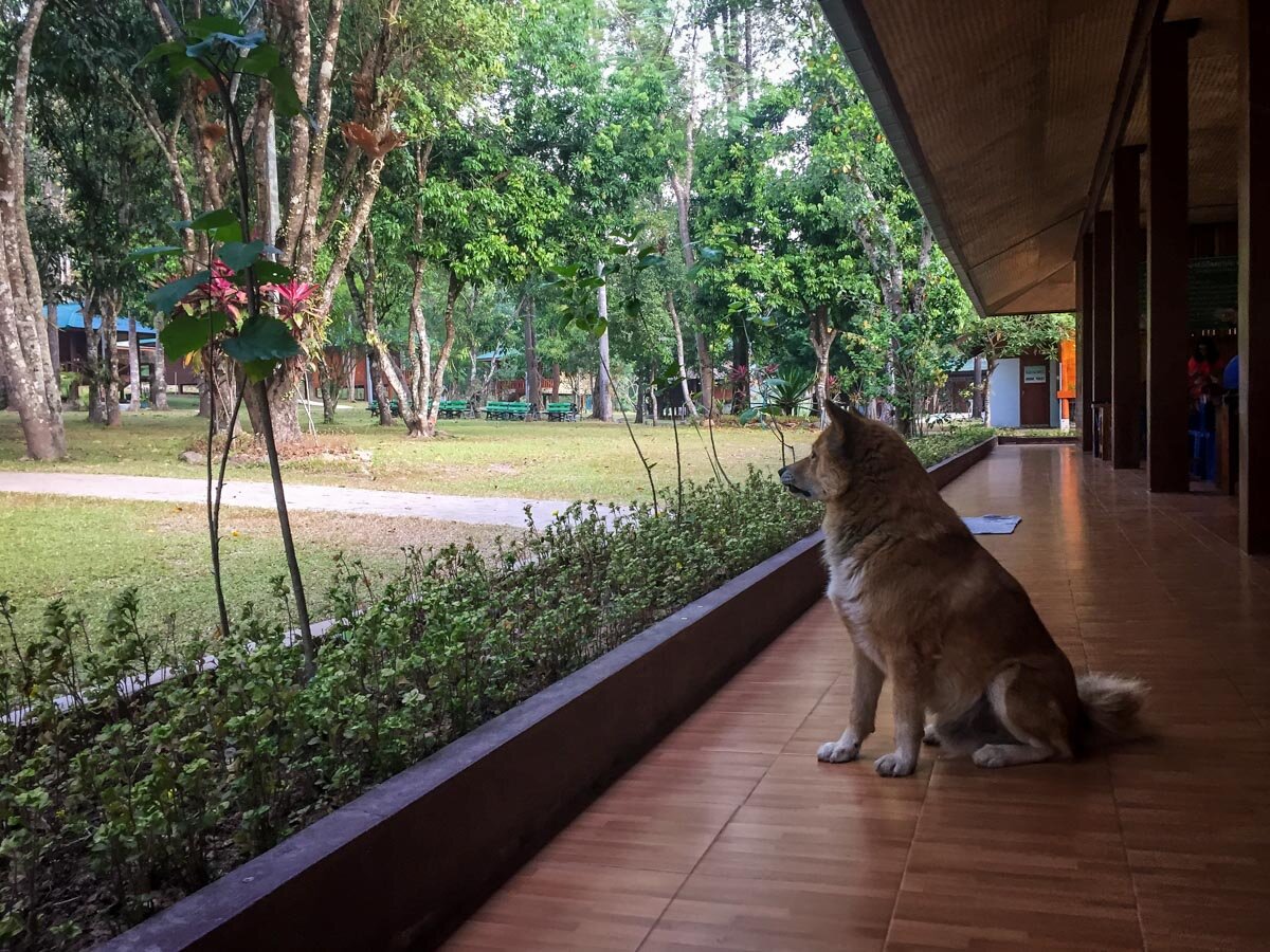 Pui Dog Meditation Retreat in Thailand Wat Pa Tam Wua