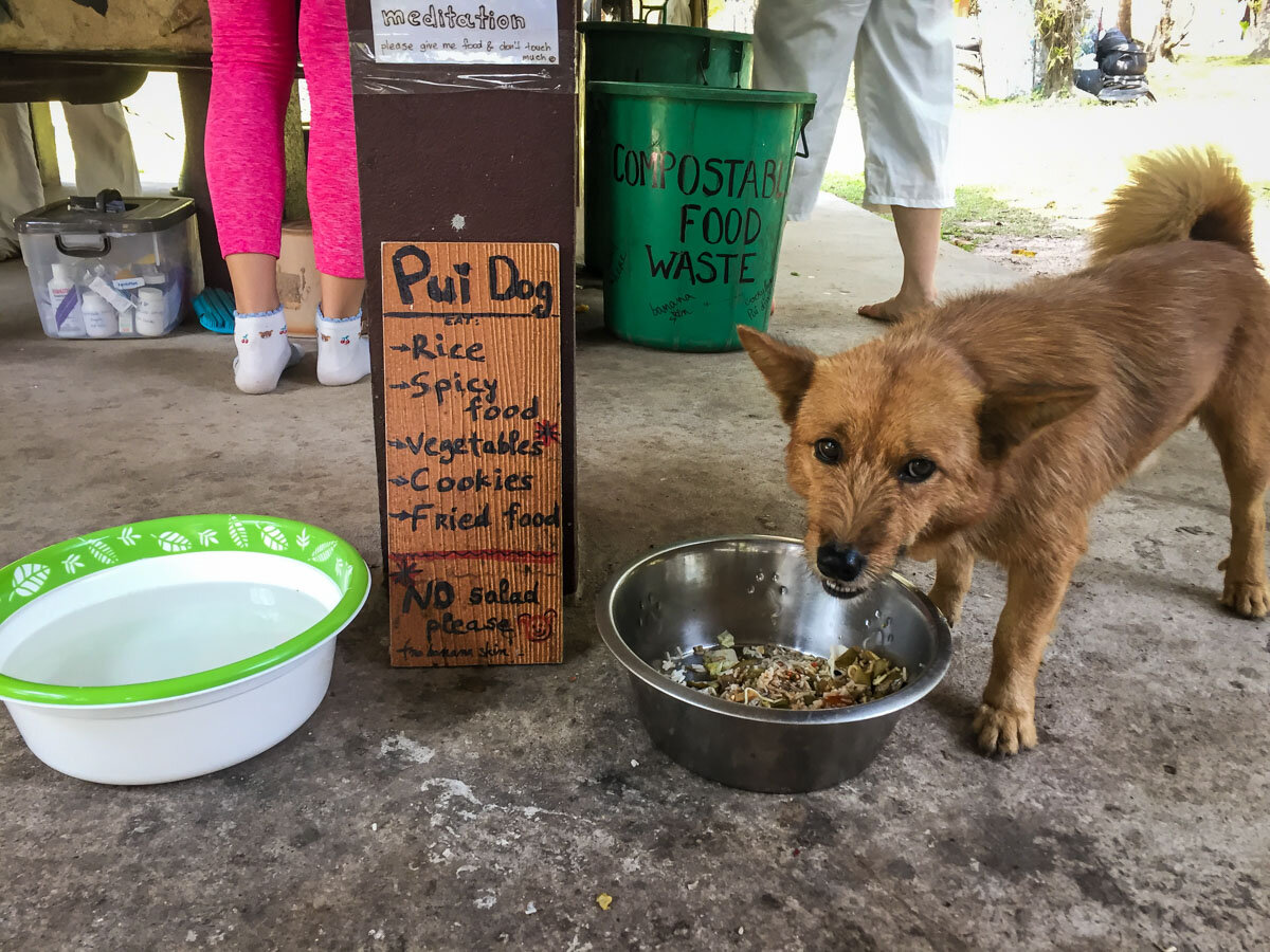 Pui Dog Meditation Retreat in Thailand Wat Pa Tam Wua