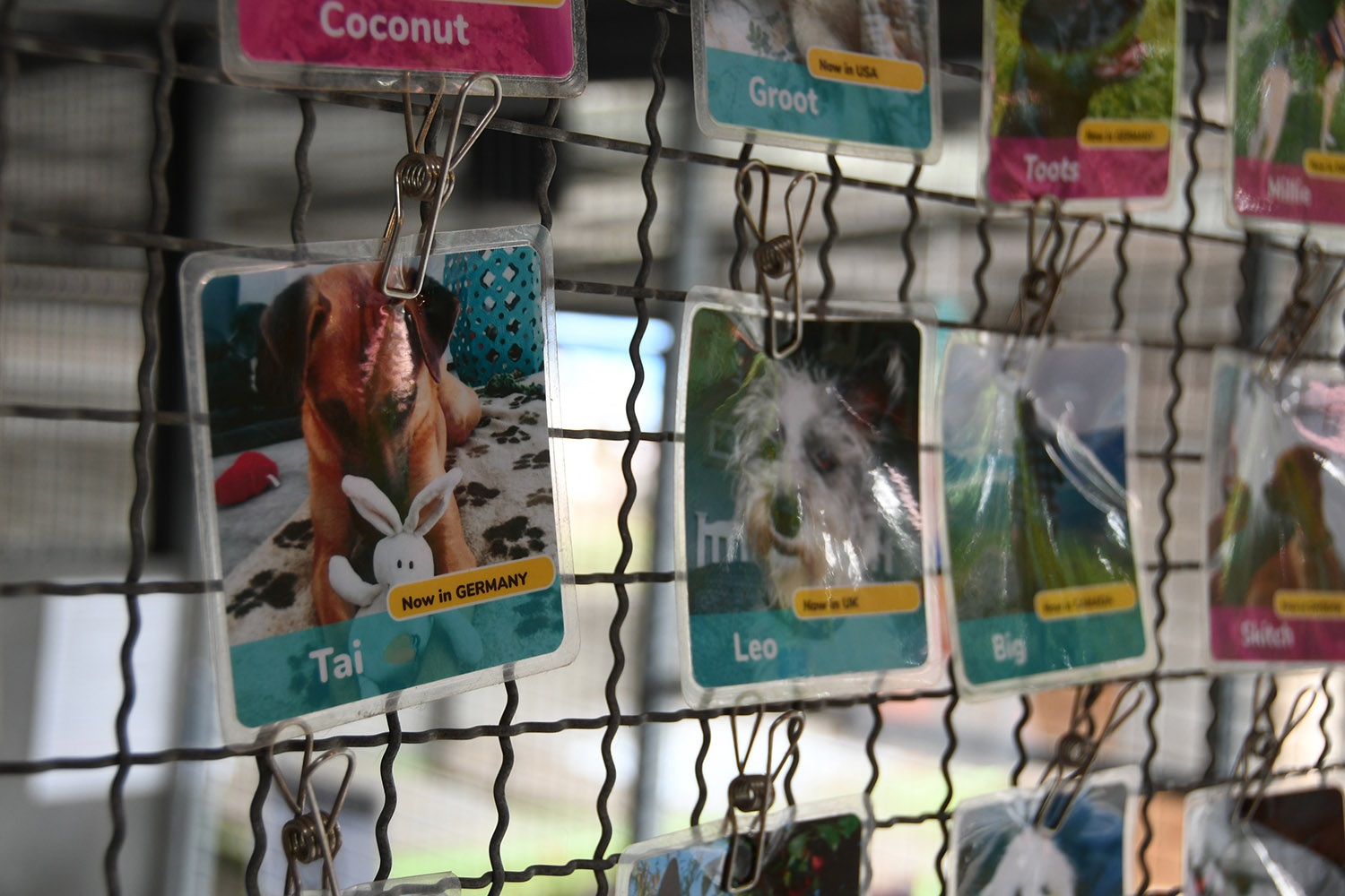 Things to do in Koh Lanta Thailand Lanta Animal Welfare