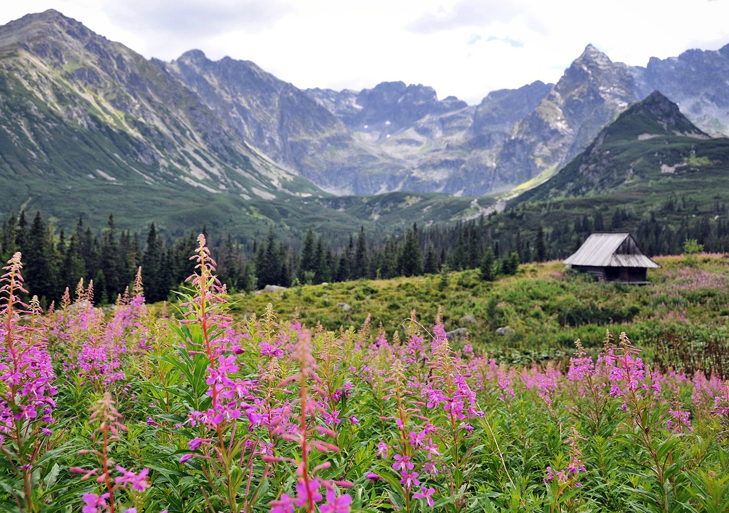 Zakopane Poland Travel Things to Do Hiking Wild Flowers