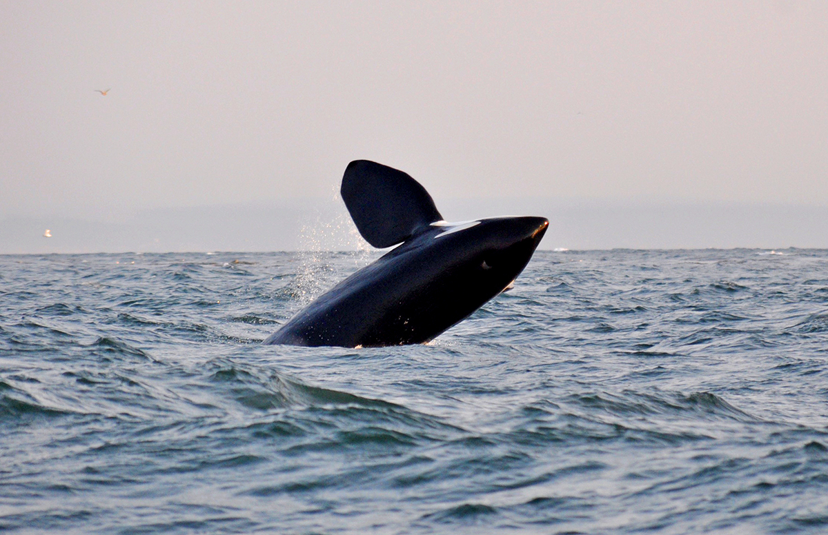 Whale watching Vancouver Island