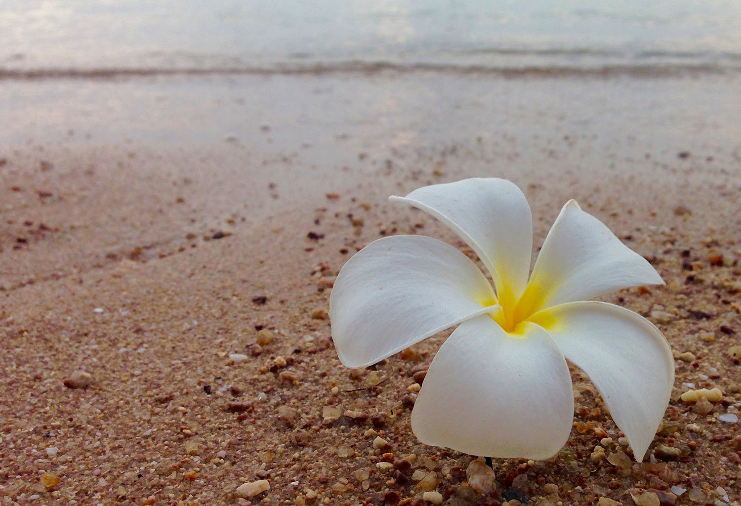 Frangipani on the beach