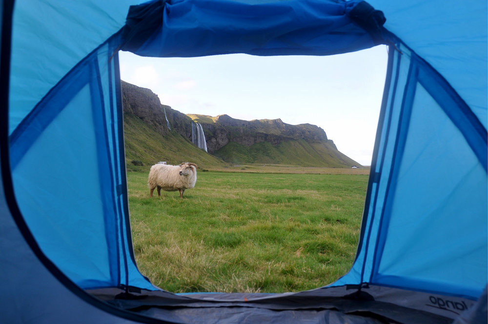 Iceland Camping Sheep and Waterfalls