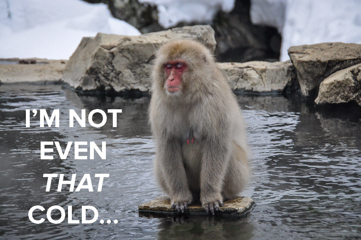 Japan in the Winter Snow Monkey