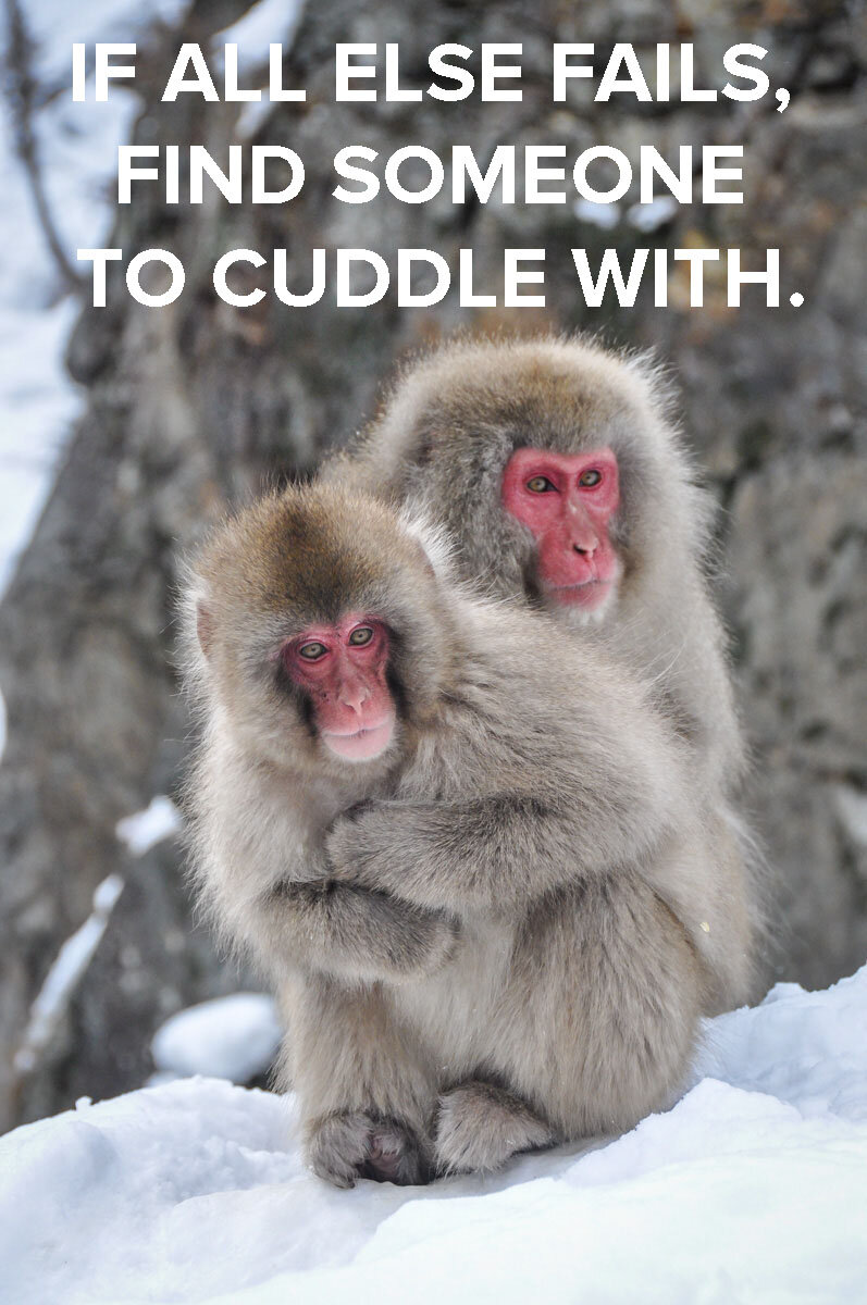Japan in the Winter Snow Monkey