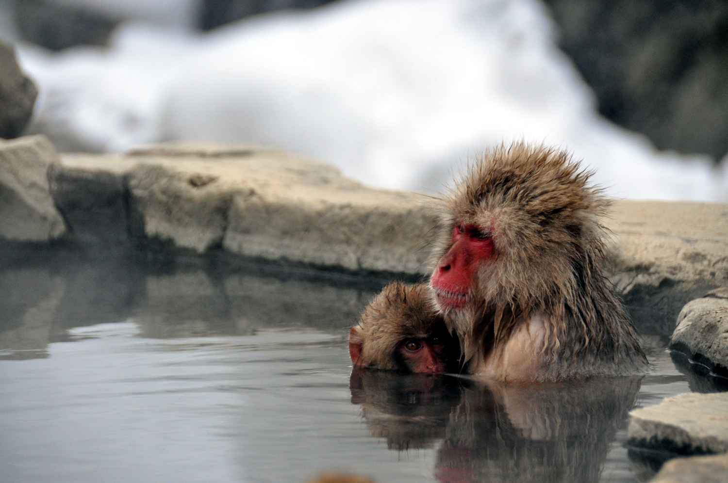 Snow Monkeys Japan Winter