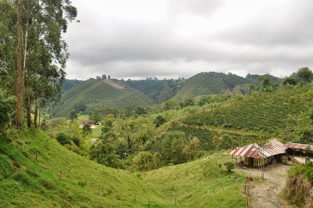Salento Green Fields Coffee Colombia