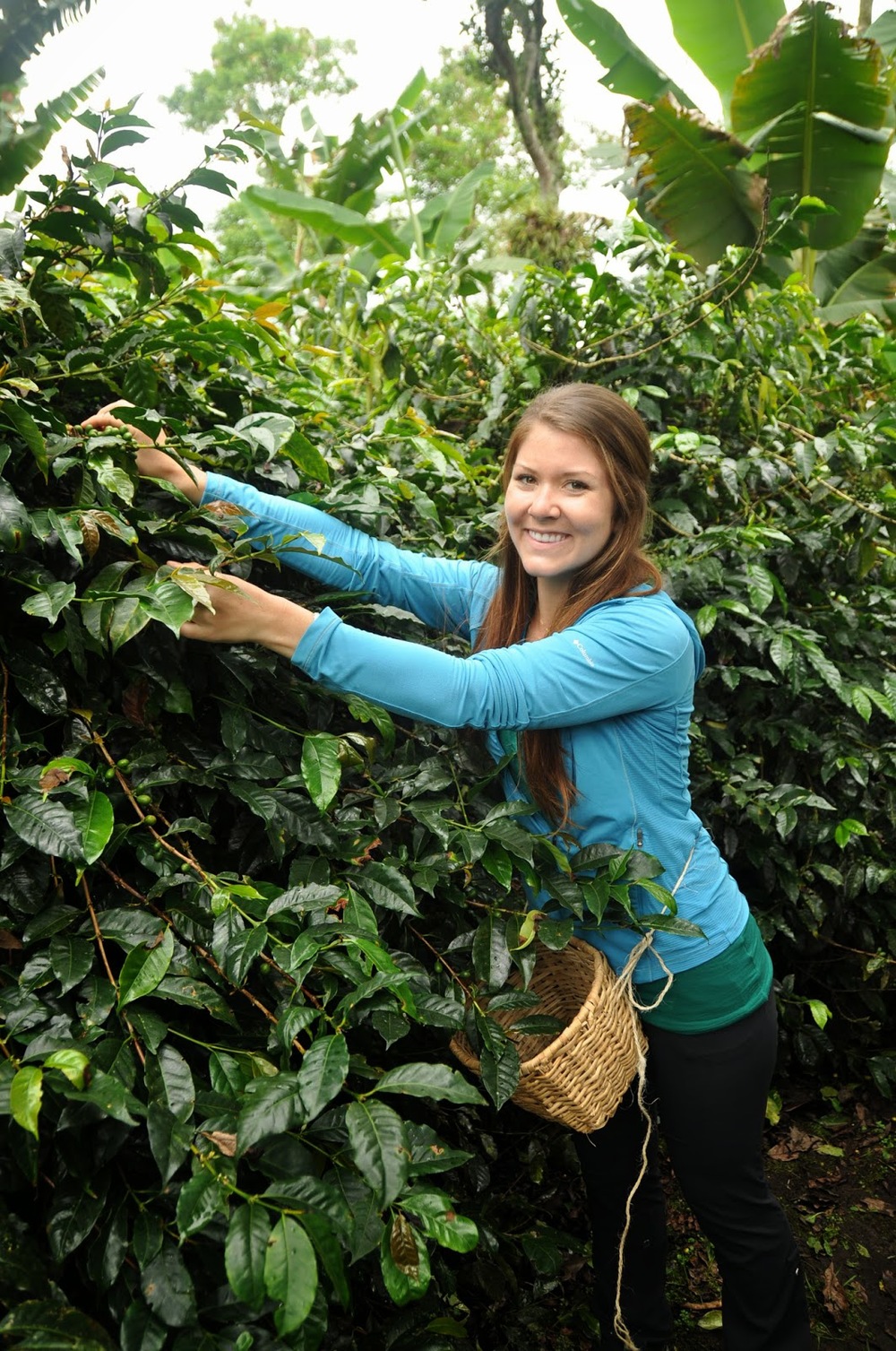 Coffee Farm Finca El Ocaso Salento Colombia