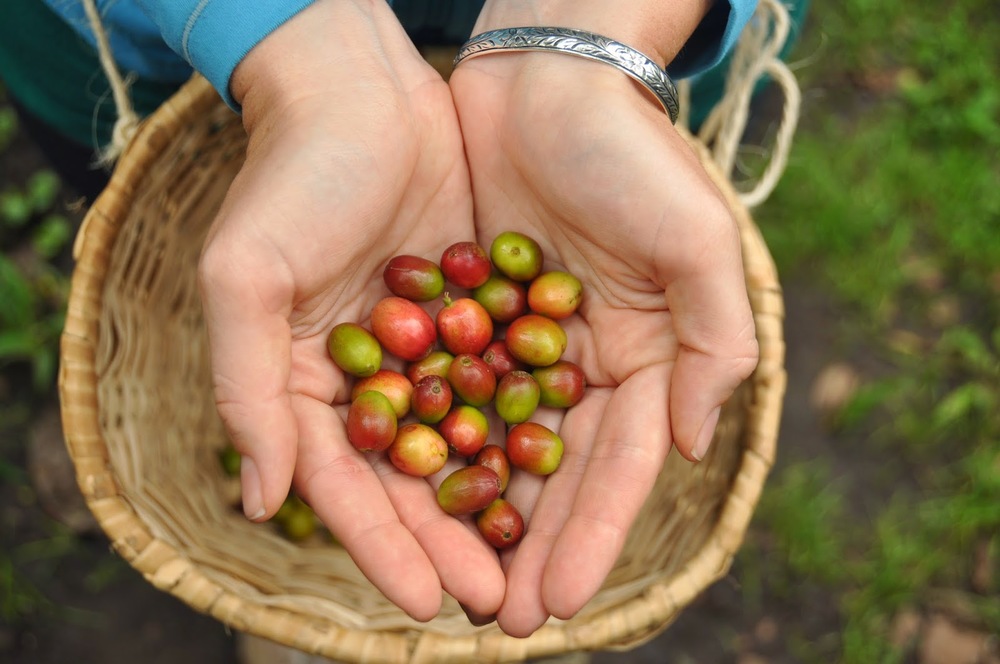 Coffee Farm Finca El Ocaso Salento Colombia