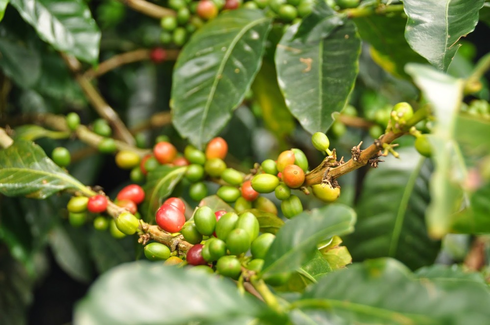 Coffee Farm Finca El Ocaso Salento Colombia