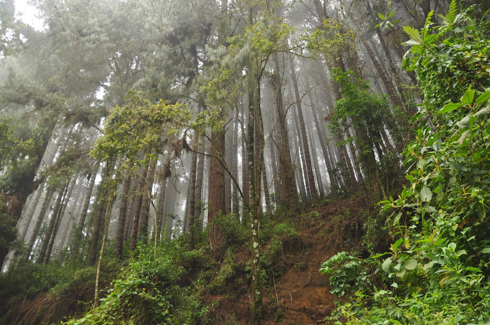 Valle De Cocora Salento Colombia