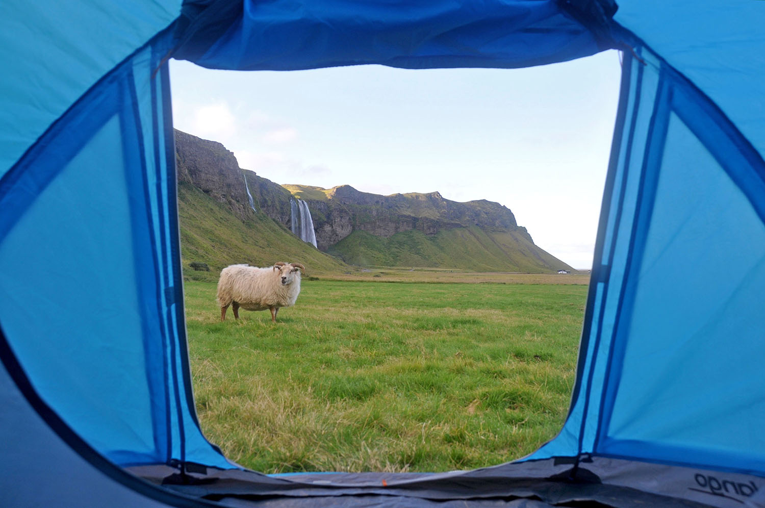 Camping in Iceland Sheep