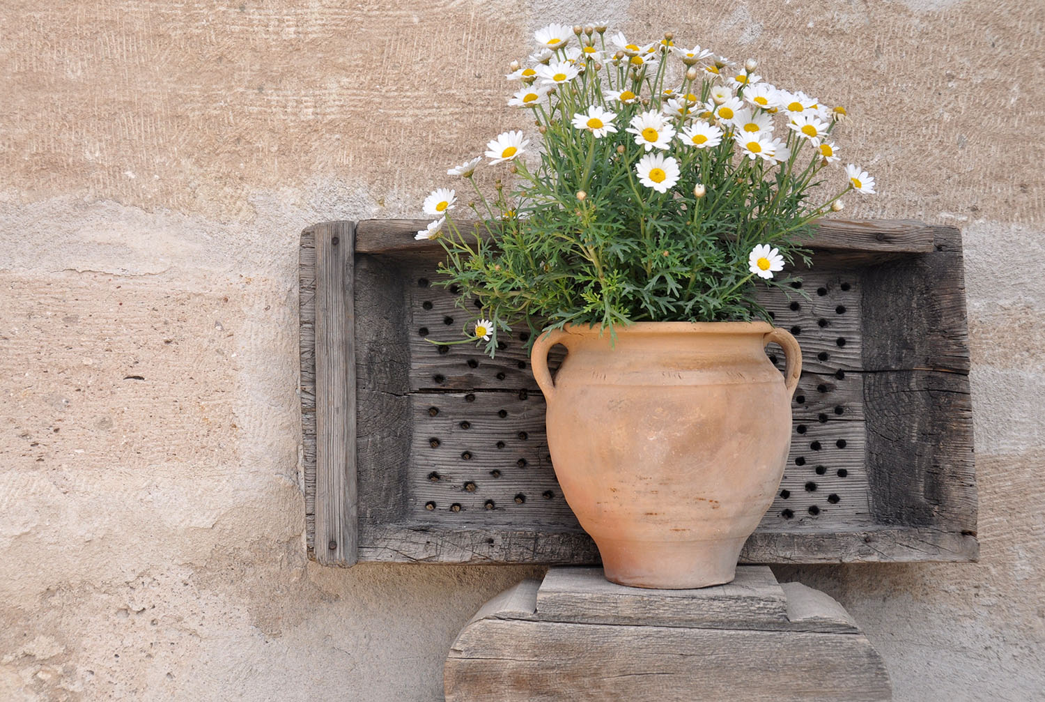 Kelebek Special Cave Hotel Flower pot