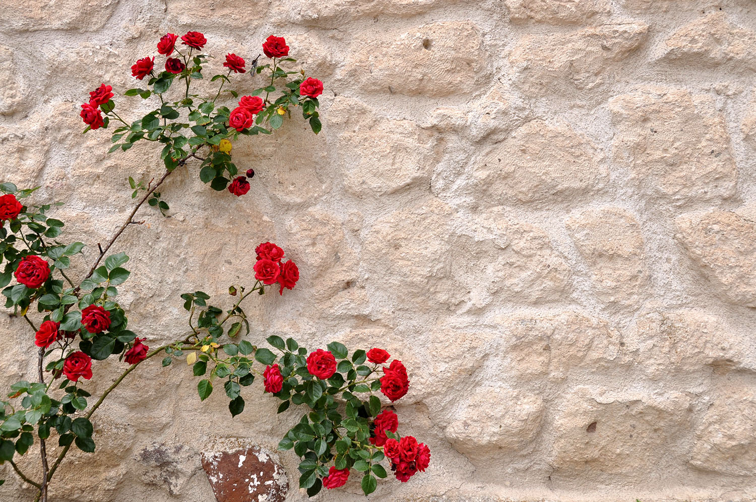 Kelebek Special Cave Hotel Flowers