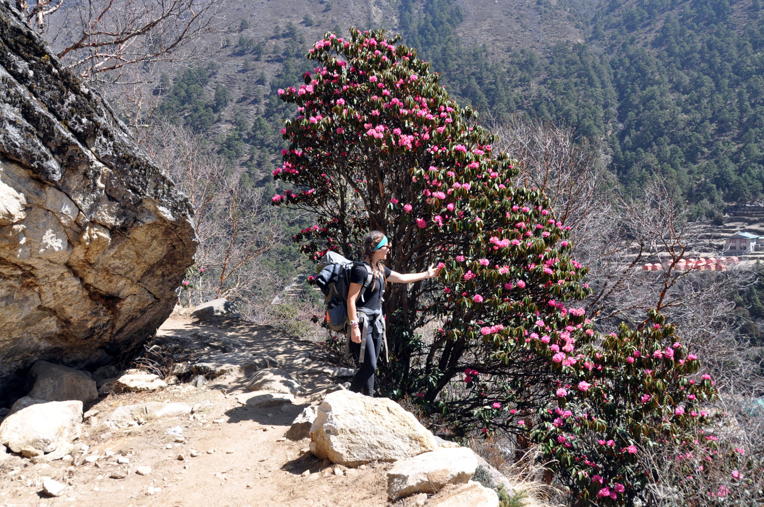Flowers Rhododendrons Perfect Everest Base Camp Trekking Itinerary