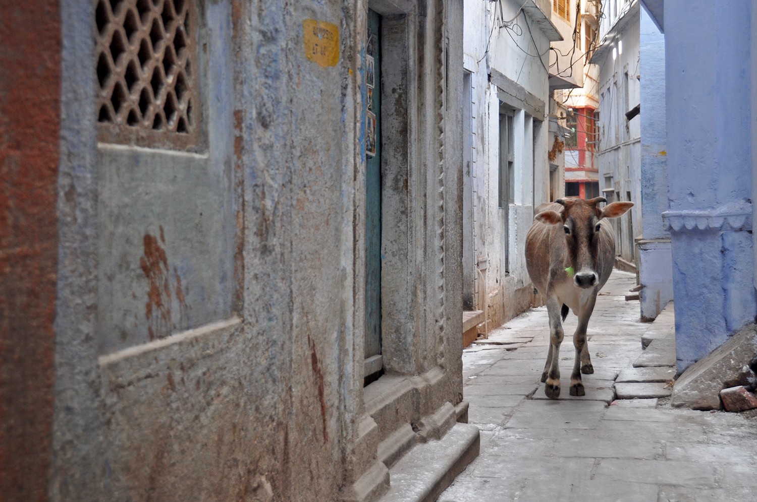 Cow in the street in India