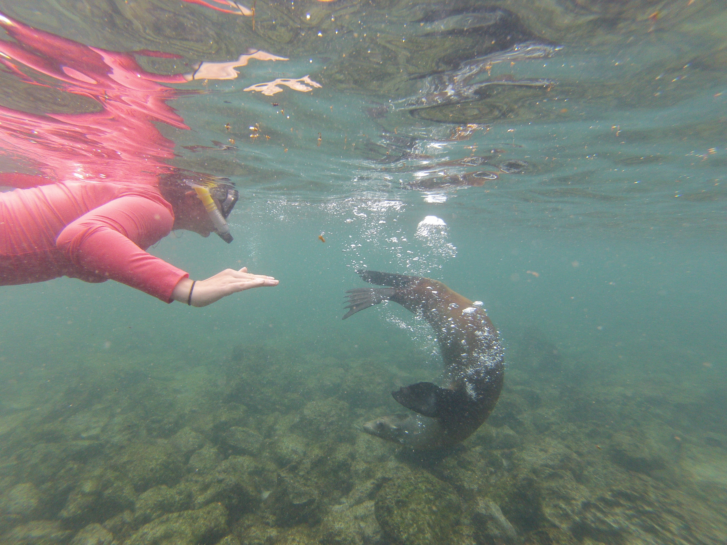 Galapagos Islands on a Budget Snorkeling with sea lions