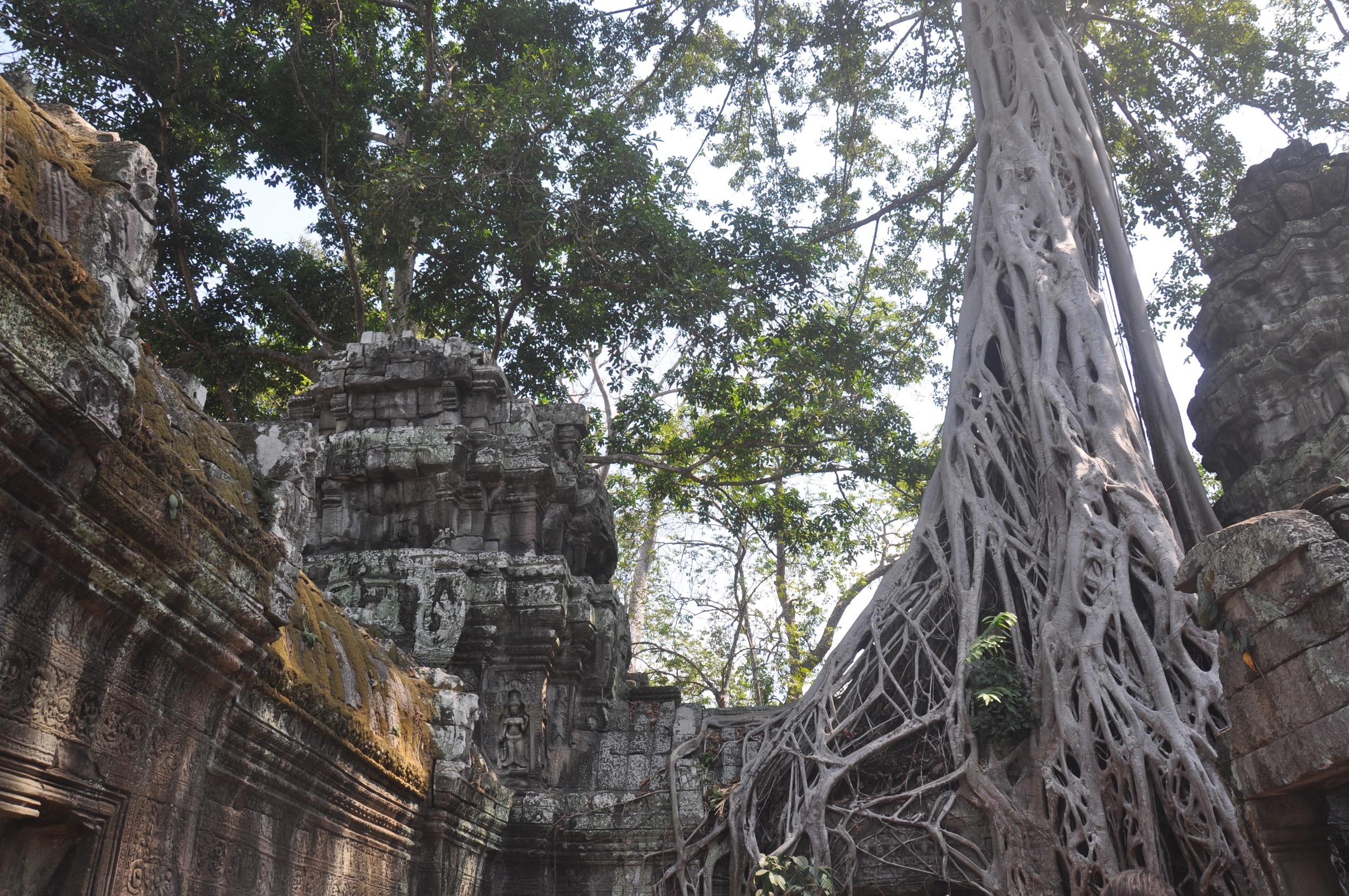 Ta Phrom Temple Siem Reap Angkor