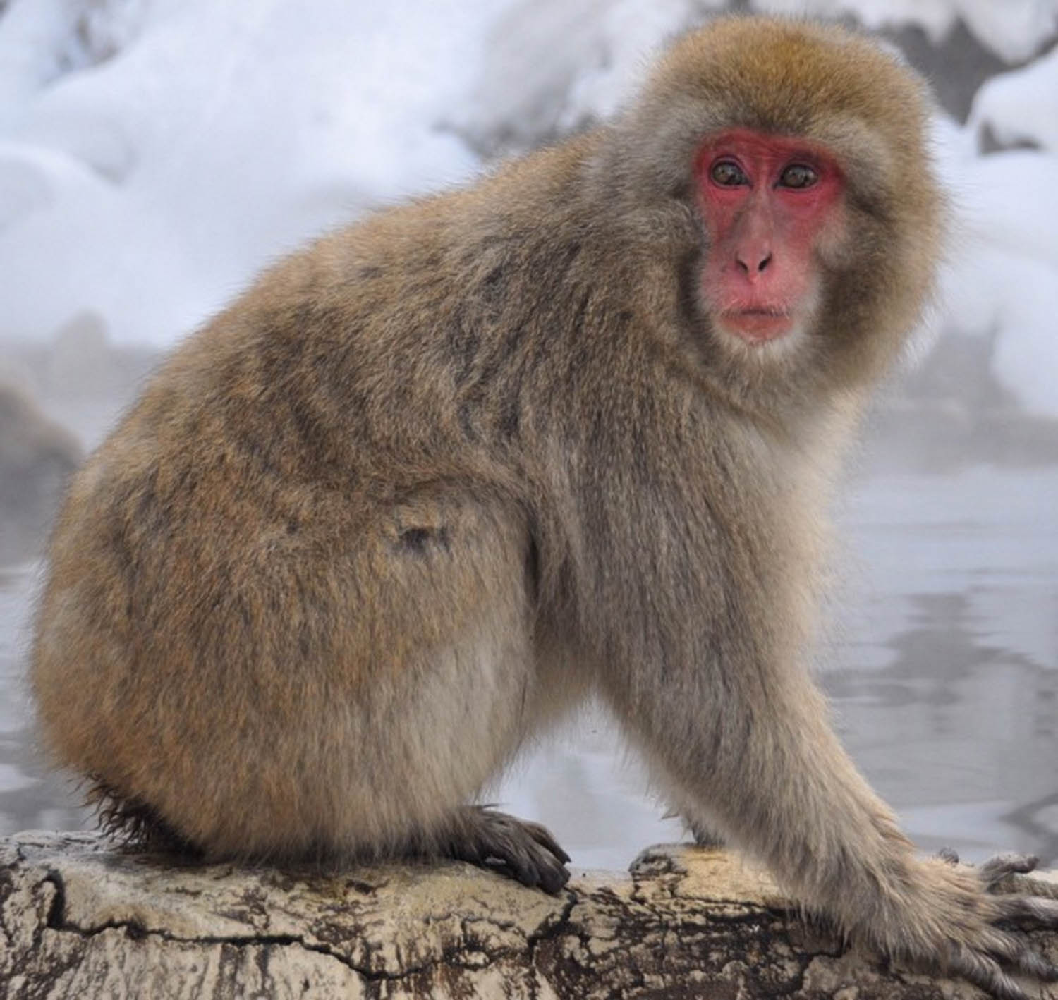 Snow Monkey Japan