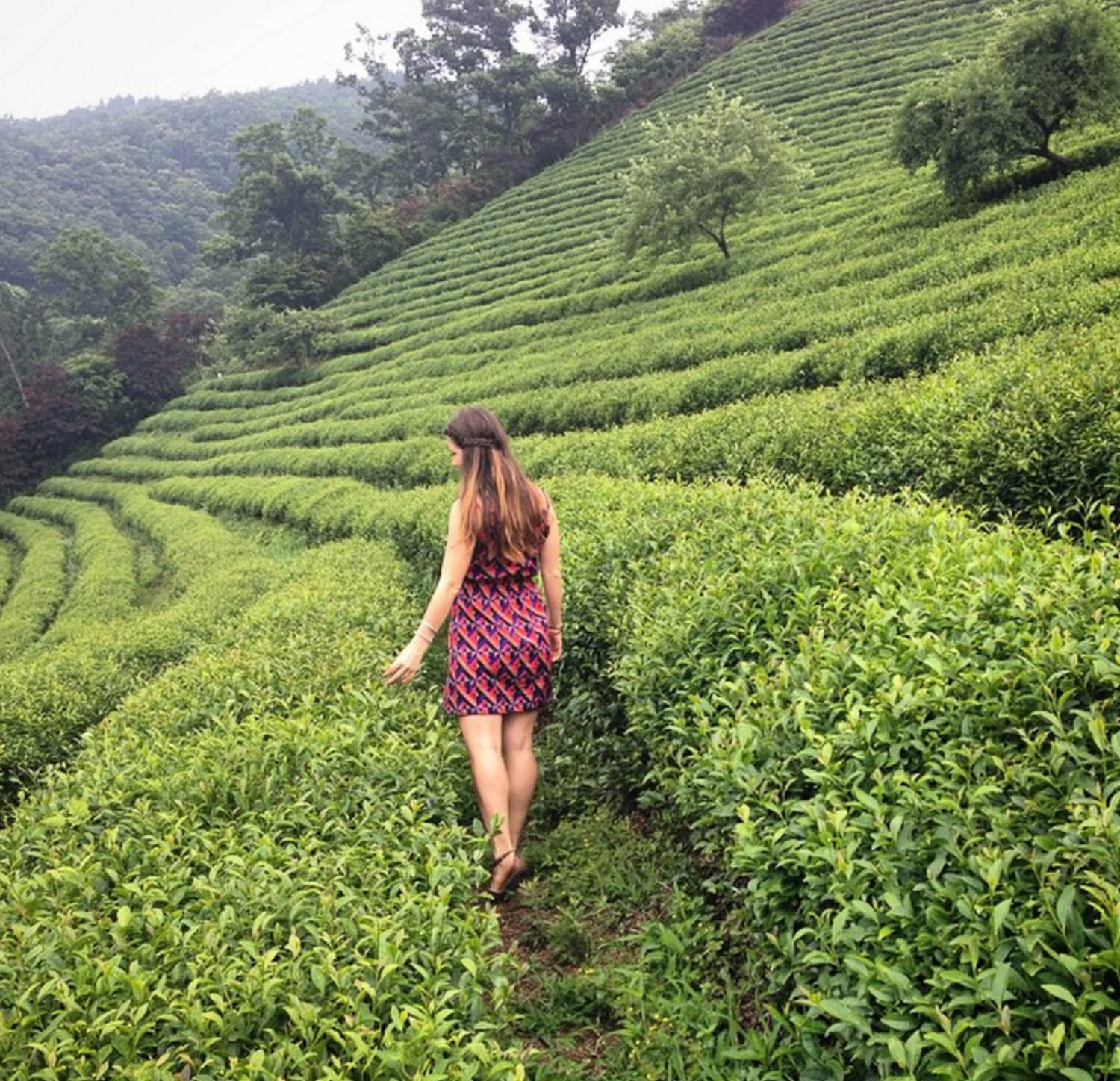 Green Tea Fields Boseong South Korea
