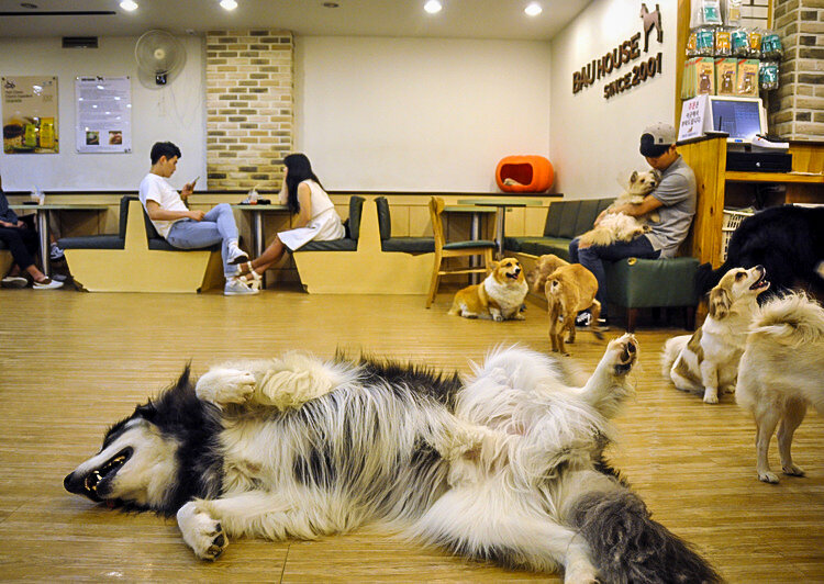 Things to do in Seoul | Dog Cafe Bau House