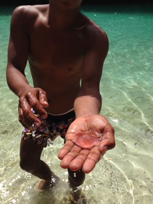 Palawan Philippines Island Hopping Caera Travel Tours Jellyfish