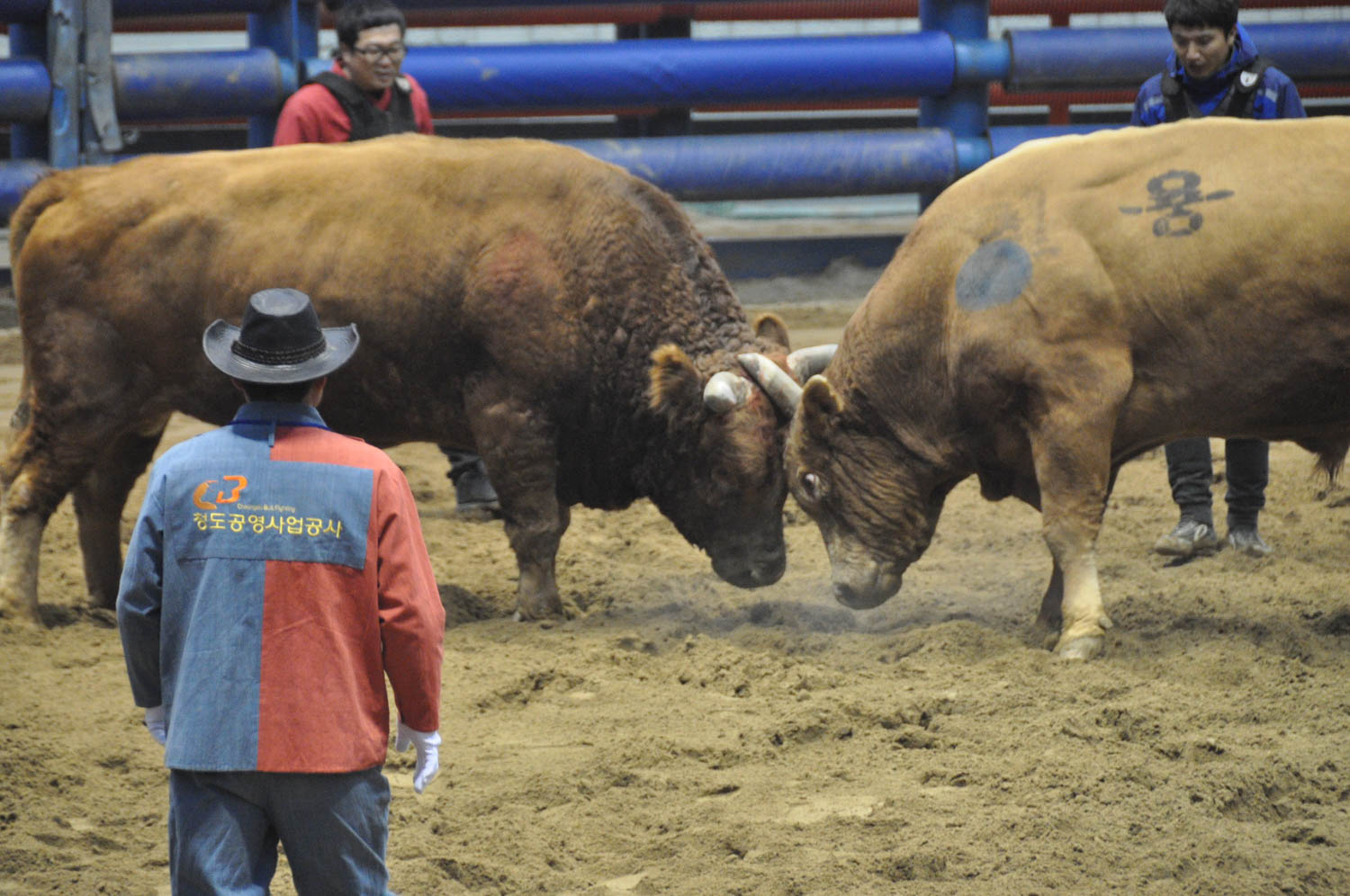 Korean Bullfighting