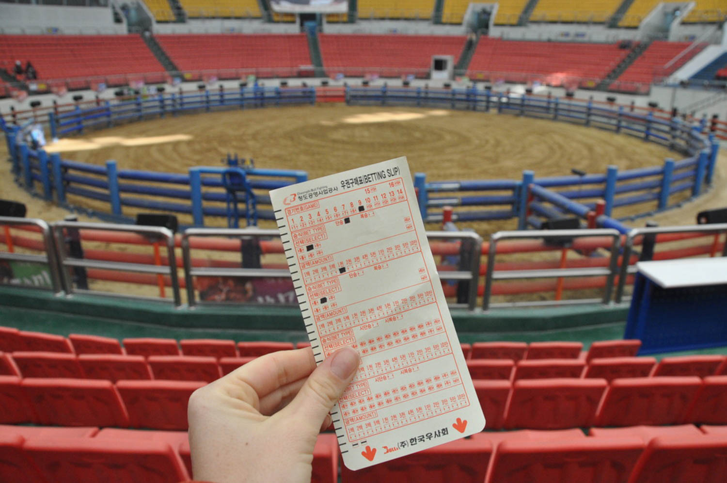 Korean Bullfighting