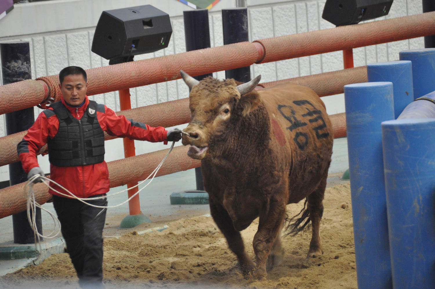 Korean Bullfighting Cheongdo