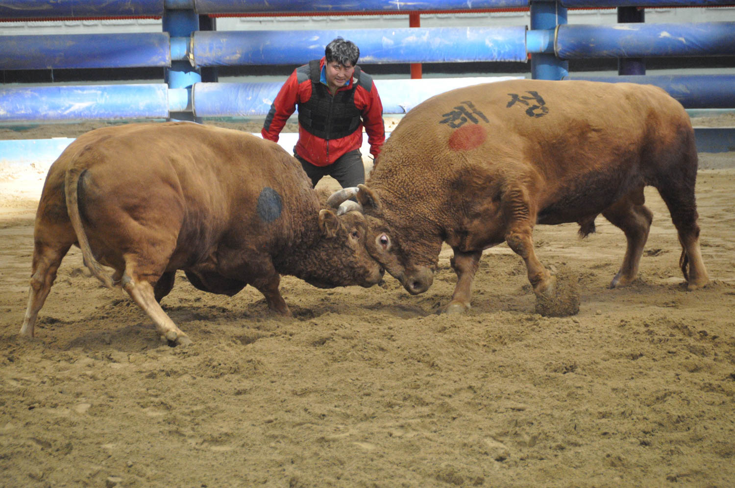 One of the matches ended just seconds after it began, yet the last pair of bulls was fighting for more than twenty minutes.