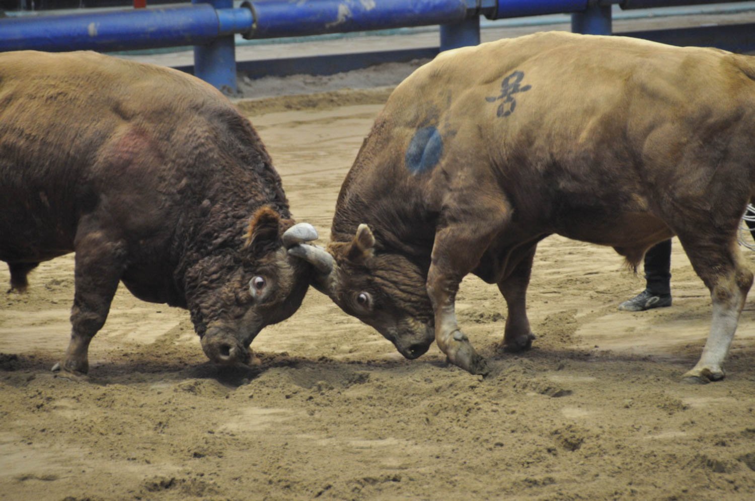 Korean Bullfighting Cheongdo