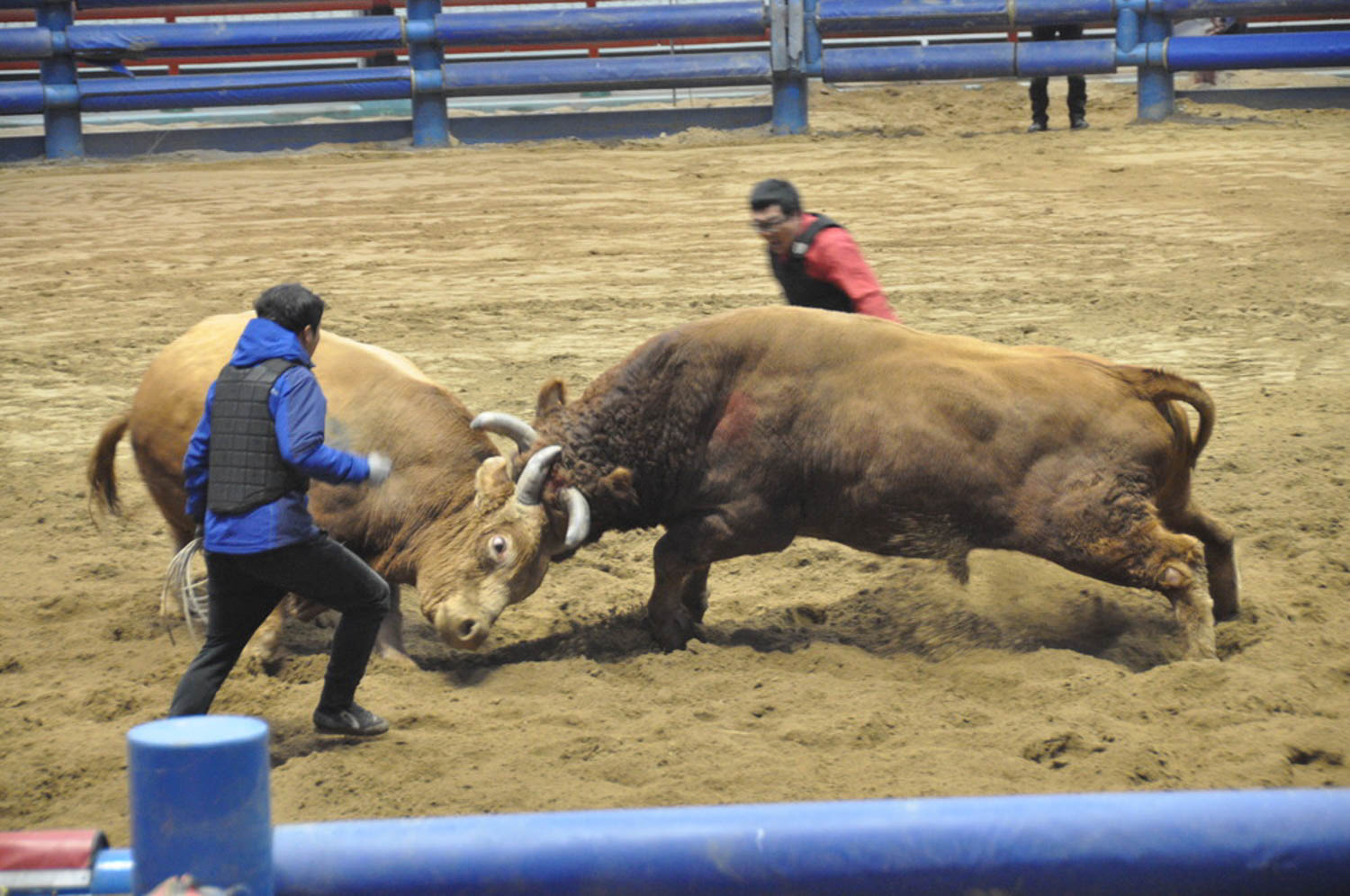 Korean Bullfighting Cheongdo