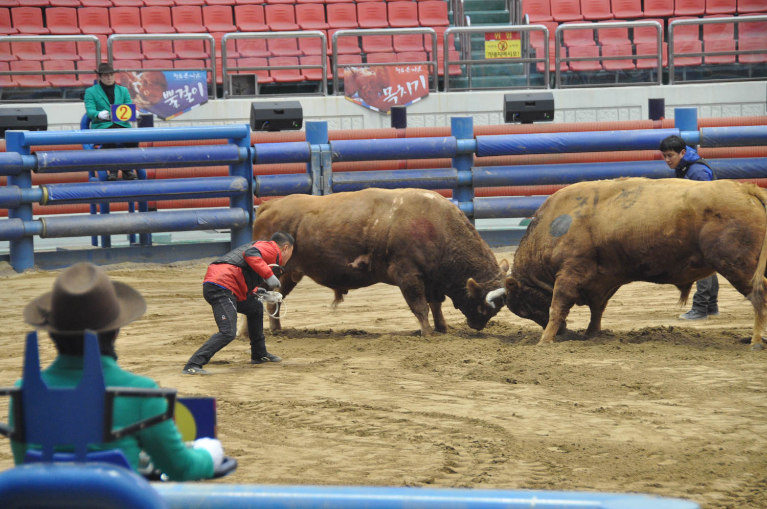 Korean Bullfighting Cheongdo