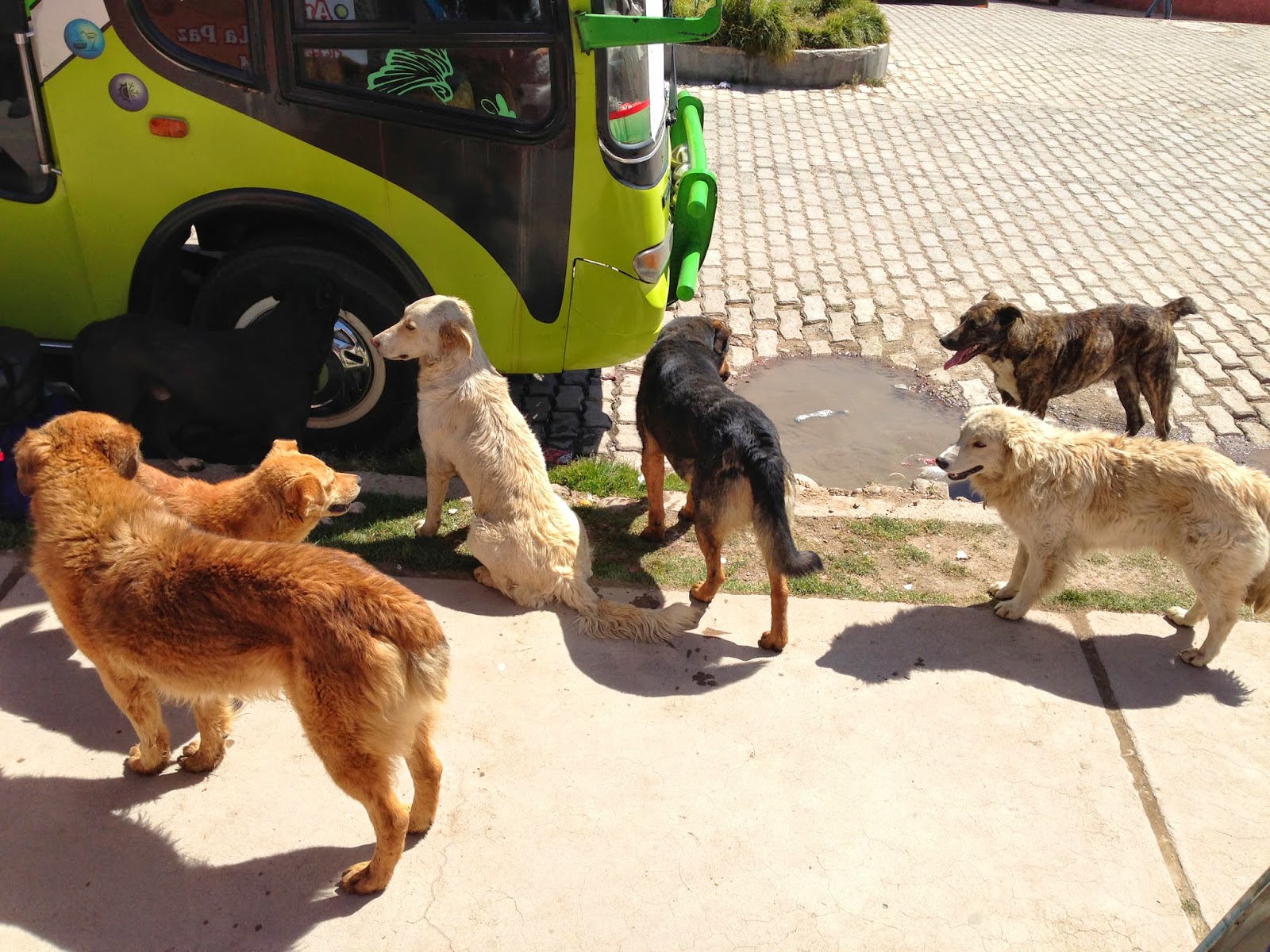 A pack of stray dogs kept us entertained while we waited for the bus we weren't sure was ever going to show up.