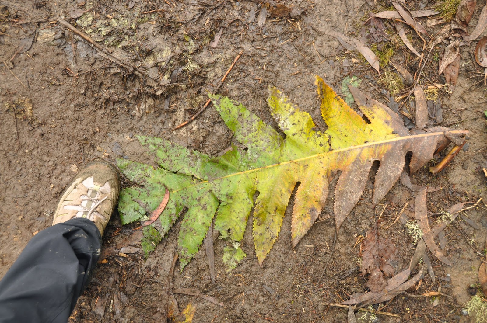 Giant leaves!