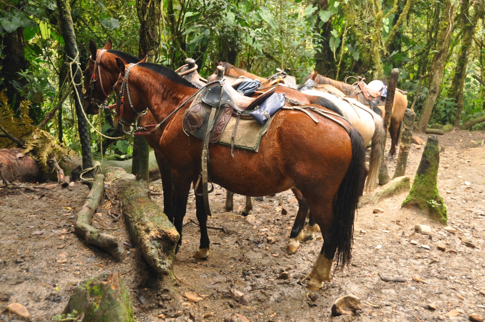 Instead of hiking, some people rode horses through the valley.