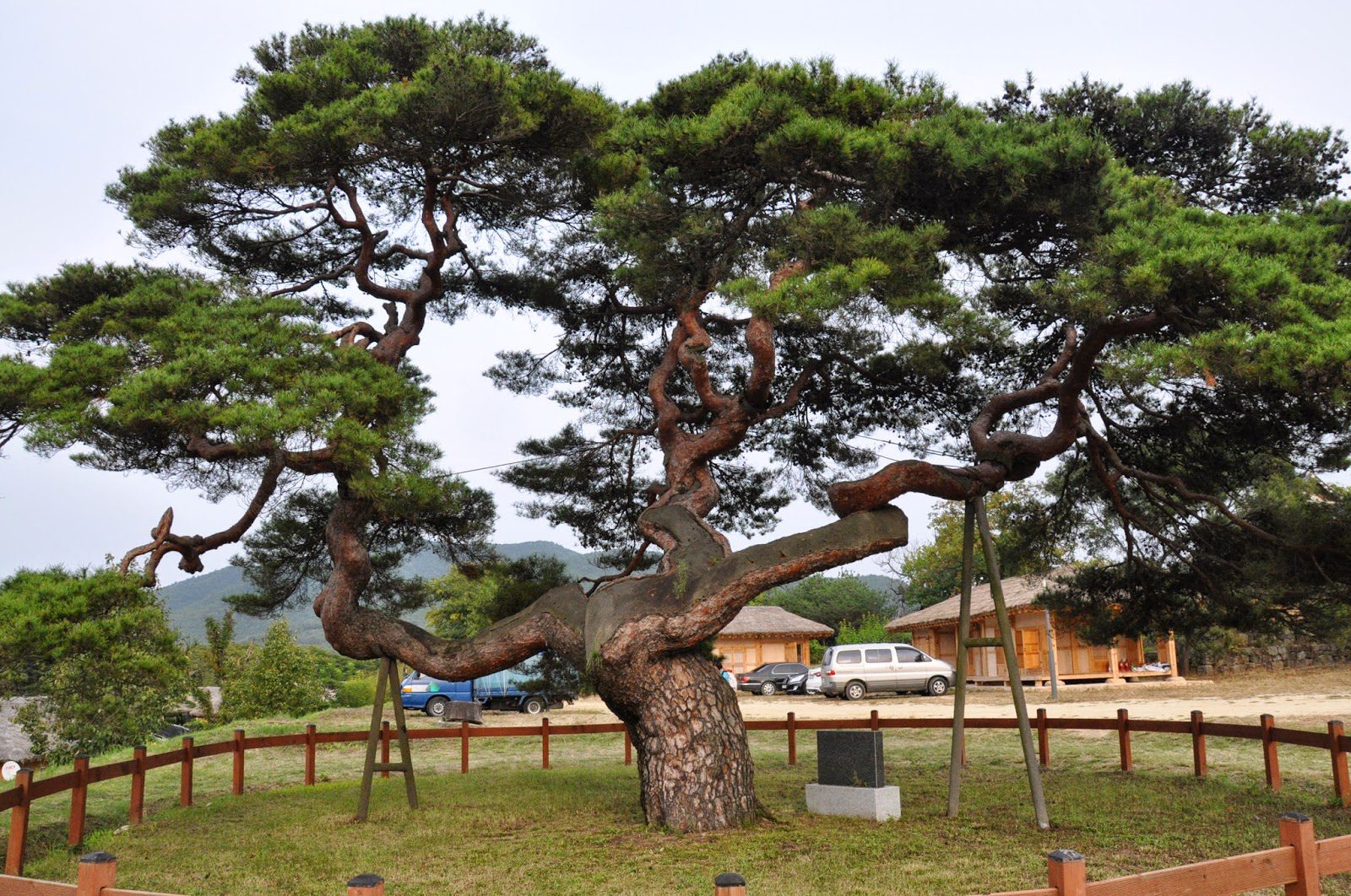 This tree is said to have a goddess living in it.