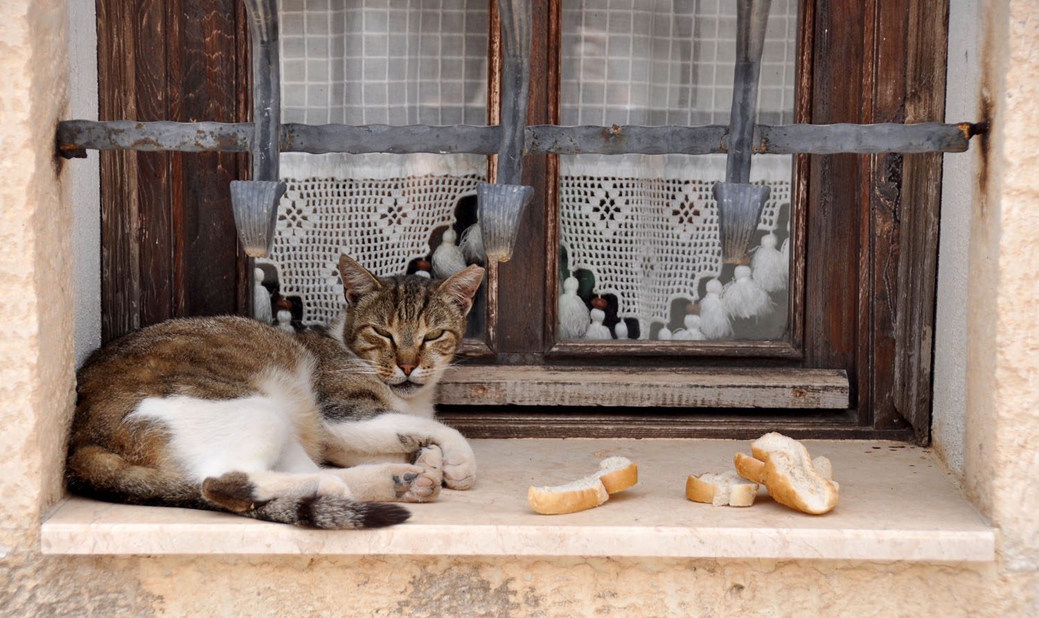 Cats in Turkey