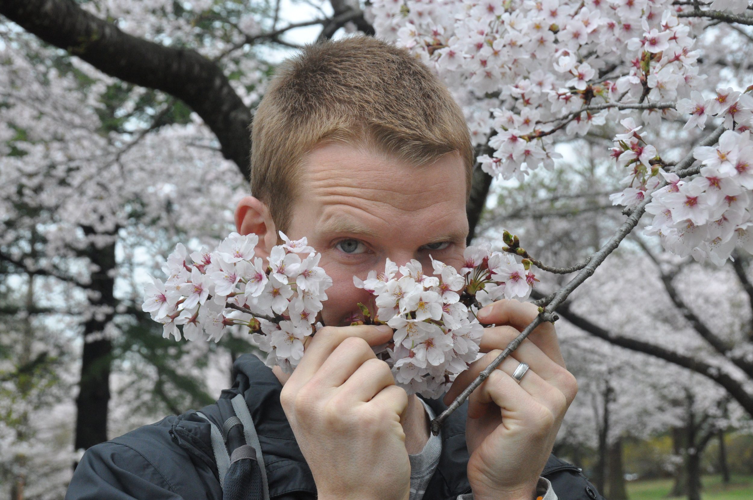 Cherry Blossom Festival Korea Bucket List