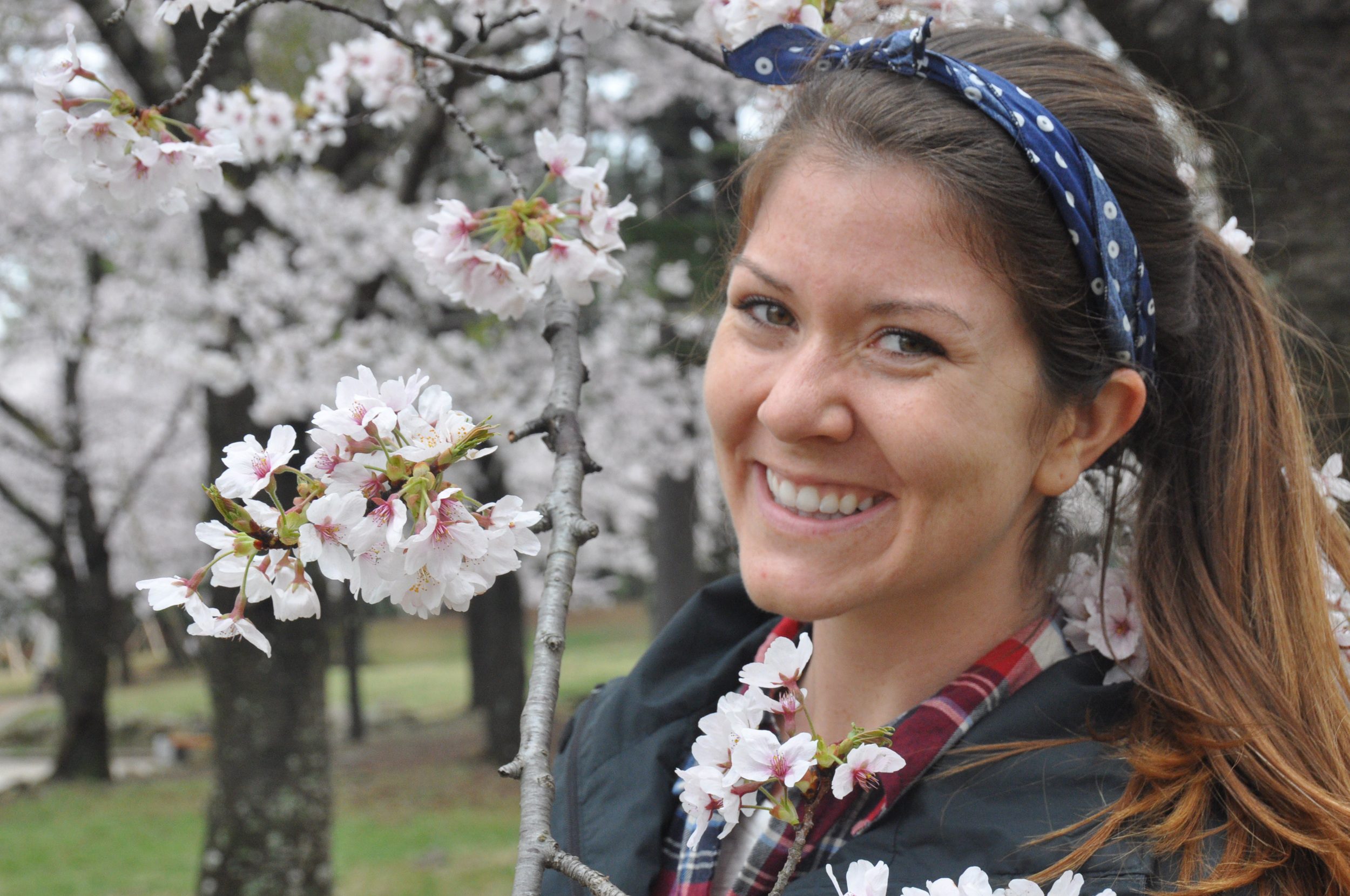 Cherry Blossom Festival Korea Bucket List