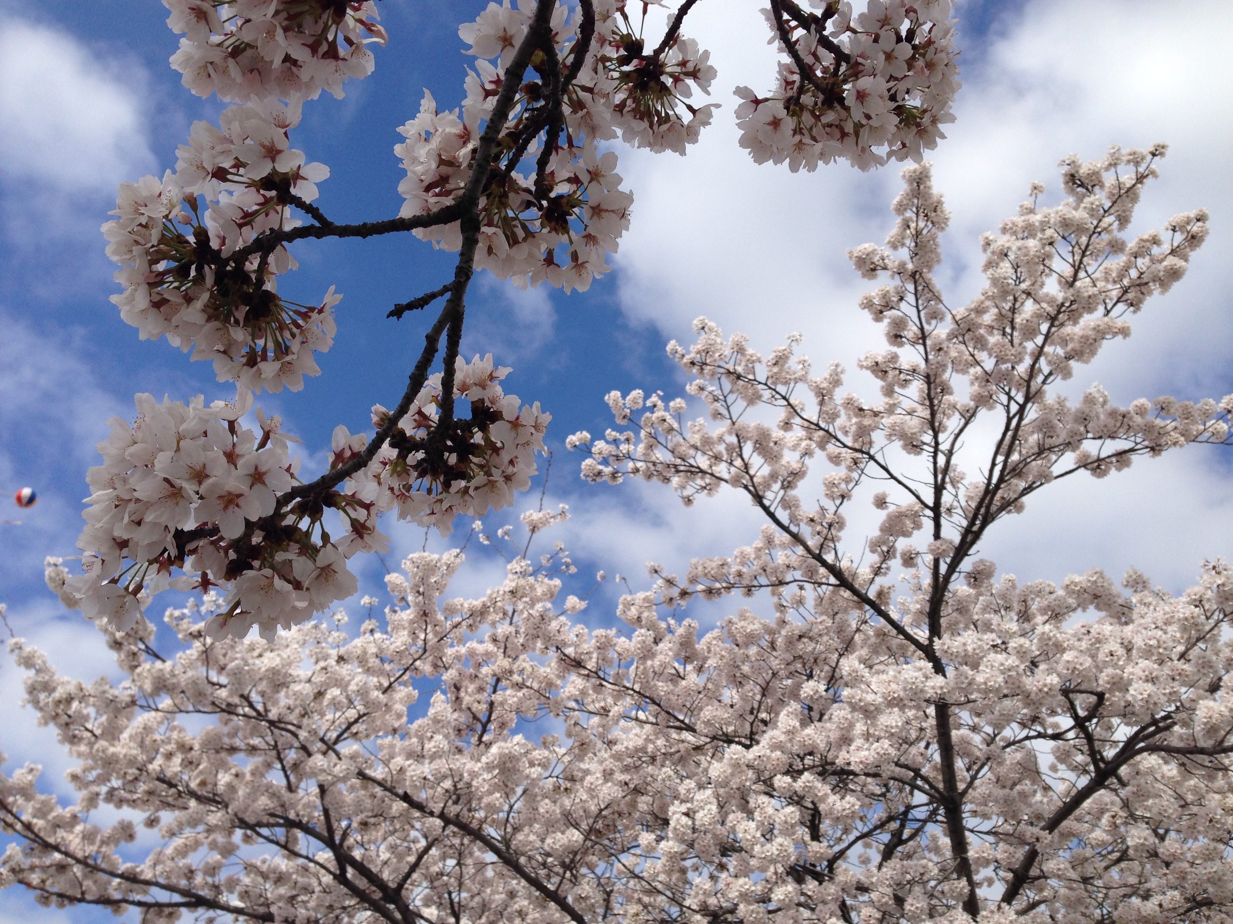 Cherry Blossom Festival Korea Bucket List