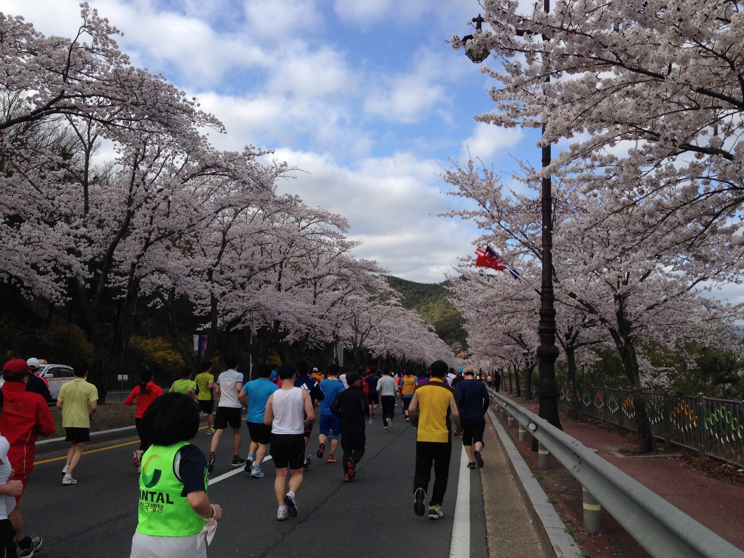 Cherry Blossom Race Gyeongju Korea