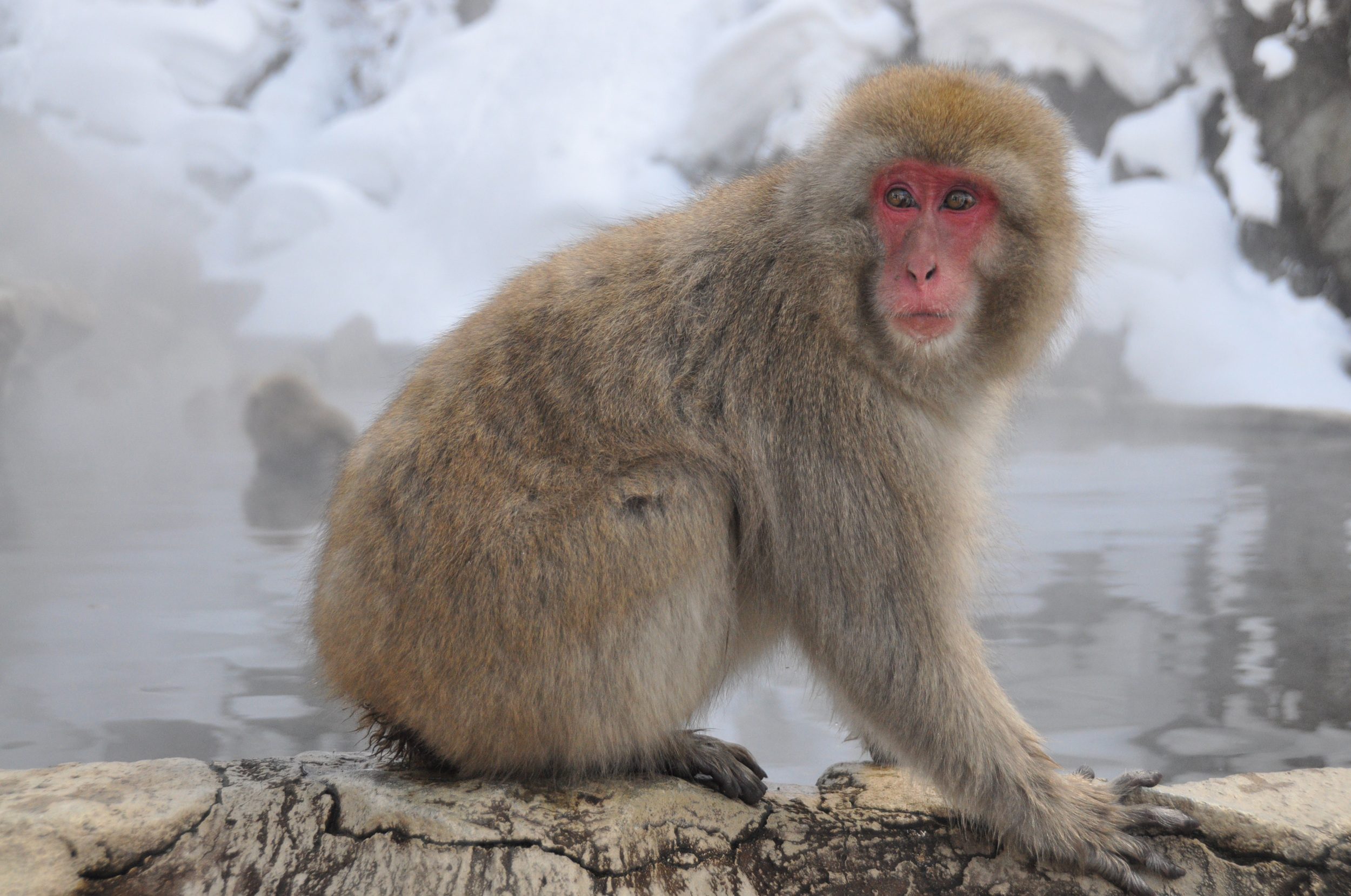 Snow Monkey Park Japan