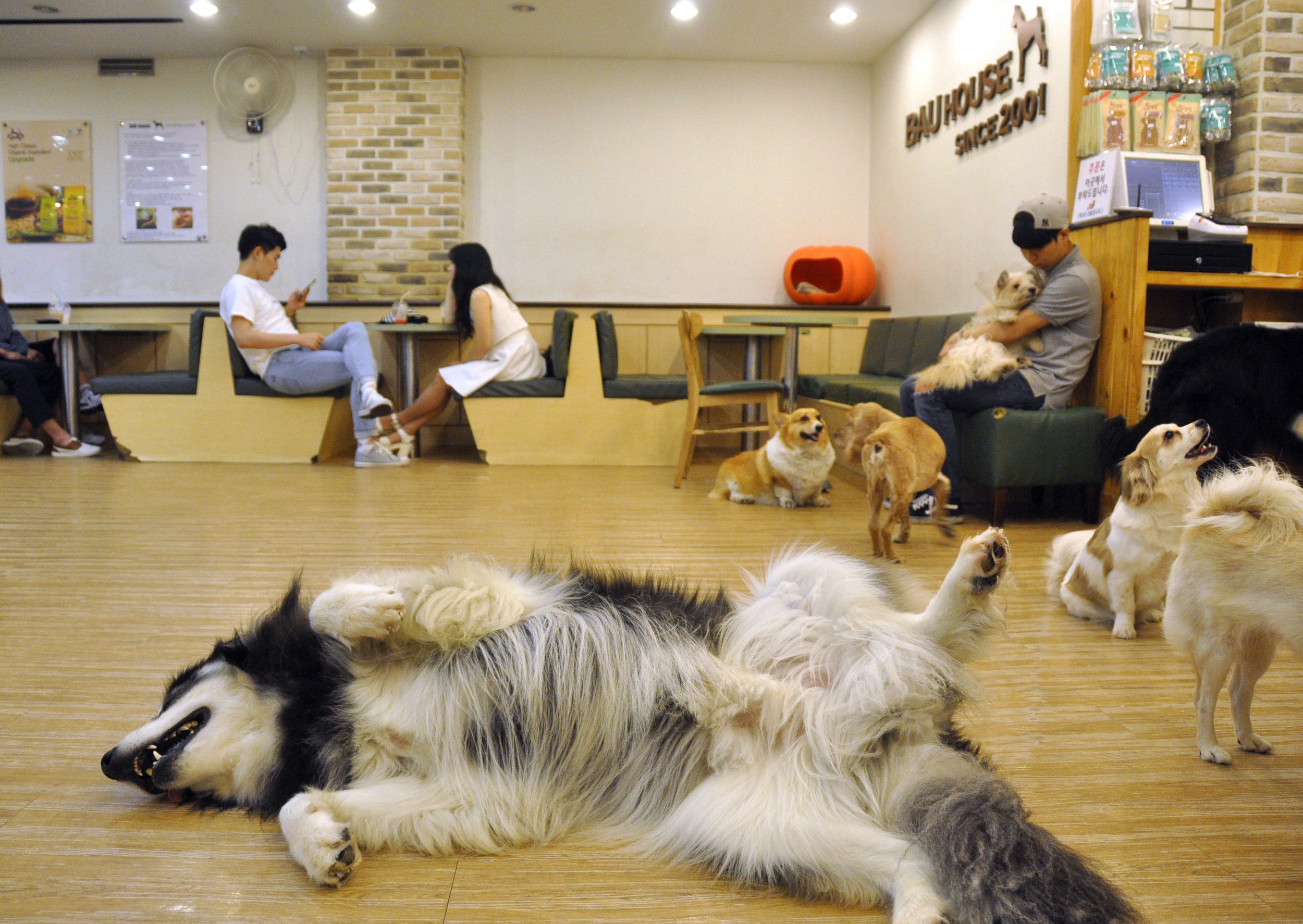 Dog Cafe Korea Bucket List