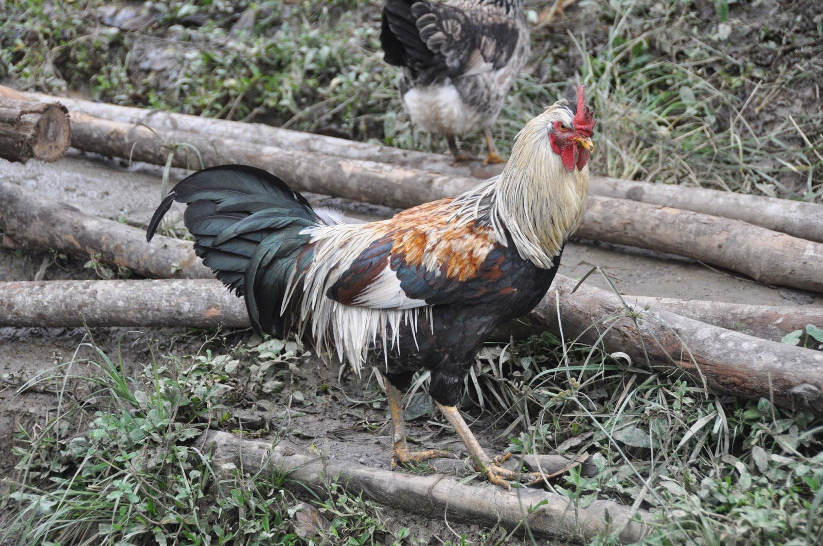 Finca Verde Farm Ecuador